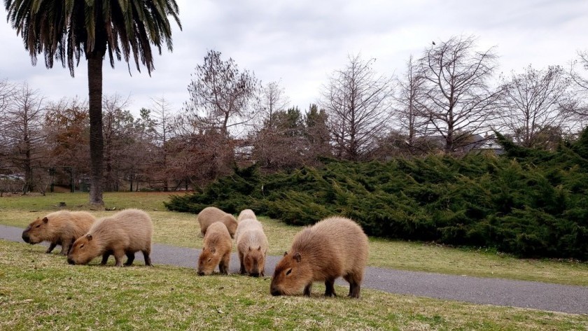 Ambientalistas denunciaron que el traslado irregular de carpinchos en Nordelta
